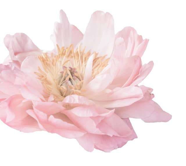 Plants & Flowers Non-Wall Damaging Wall Decal Urban Walls