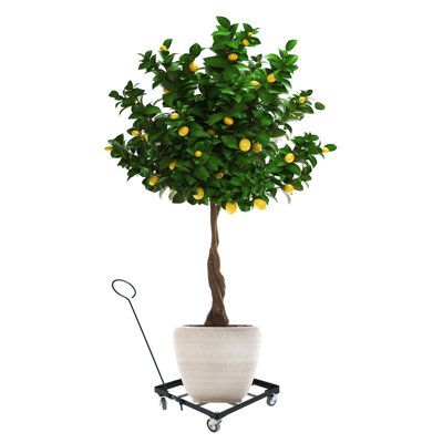 Abdulazeem Metal Weather Resistant Caddy Plant Stand