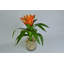 Tropical Bromeliad Centerpiece in Glass Jar-1396278696