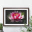 Pink Water Lily Flower Vol.3 - Picture Frame Graphic Art-62804091-62804095