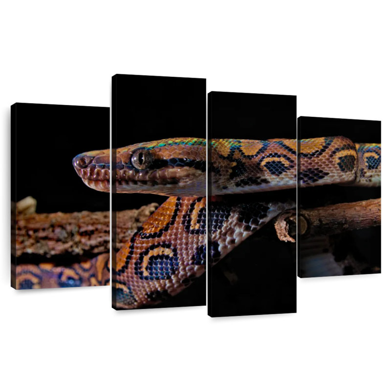 Brampt Rainbow Boa Snake, 54" H x 84" W