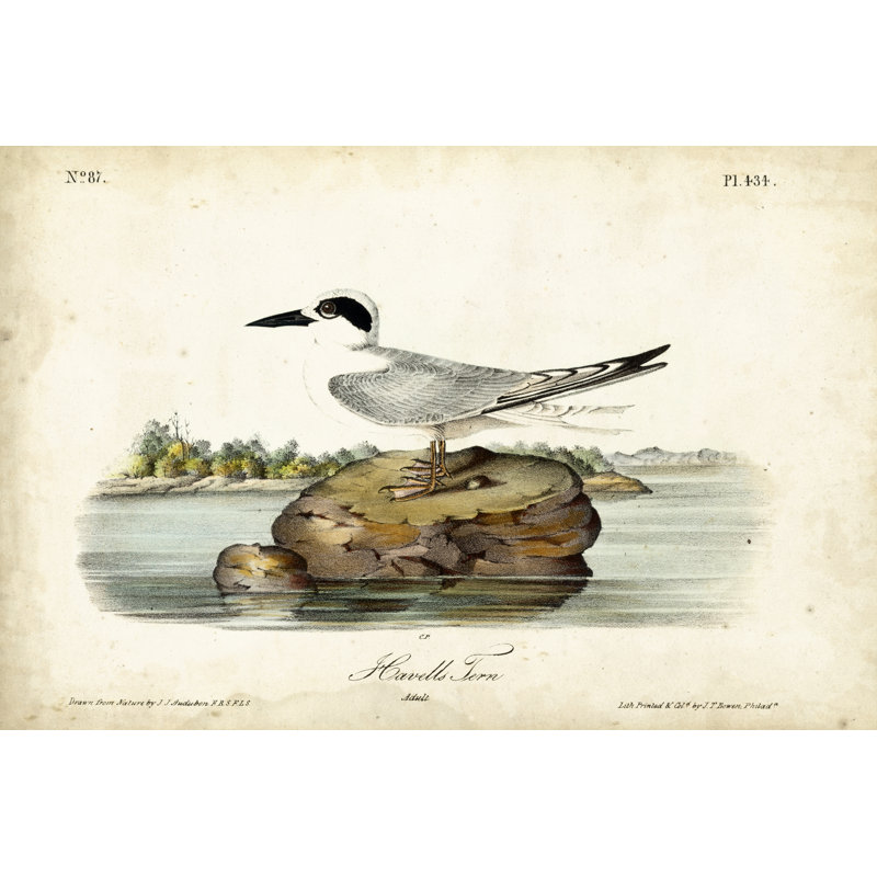 Audubon Havells Tern by John Audubon - Painting, Wrapped Canvas, 81 cm H x 122 cm W