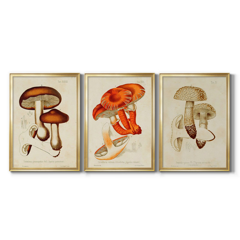 Mushroom Variétés VI - Toile tendue avec châssis sur mesure - 3 pièces, H 19 po x l 27 po, Doré