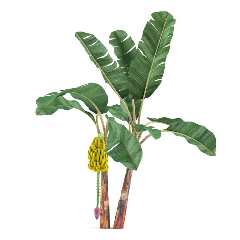 Palmier isolé. «Musa Acuminata Banana» par Flashvector, impression sur toile tendue, H 12 po x l 12 po