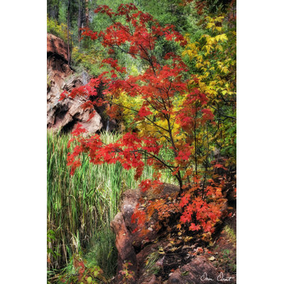 Peaceful Woods I - Wrapped Canvas Print