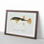 Illustration of a Pufferfish by F.E. Clarke - Picture Frame Graphic Art Print-55579692-55579693