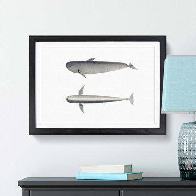 Blackfish Whale by C.M. Scammon - Framed Print