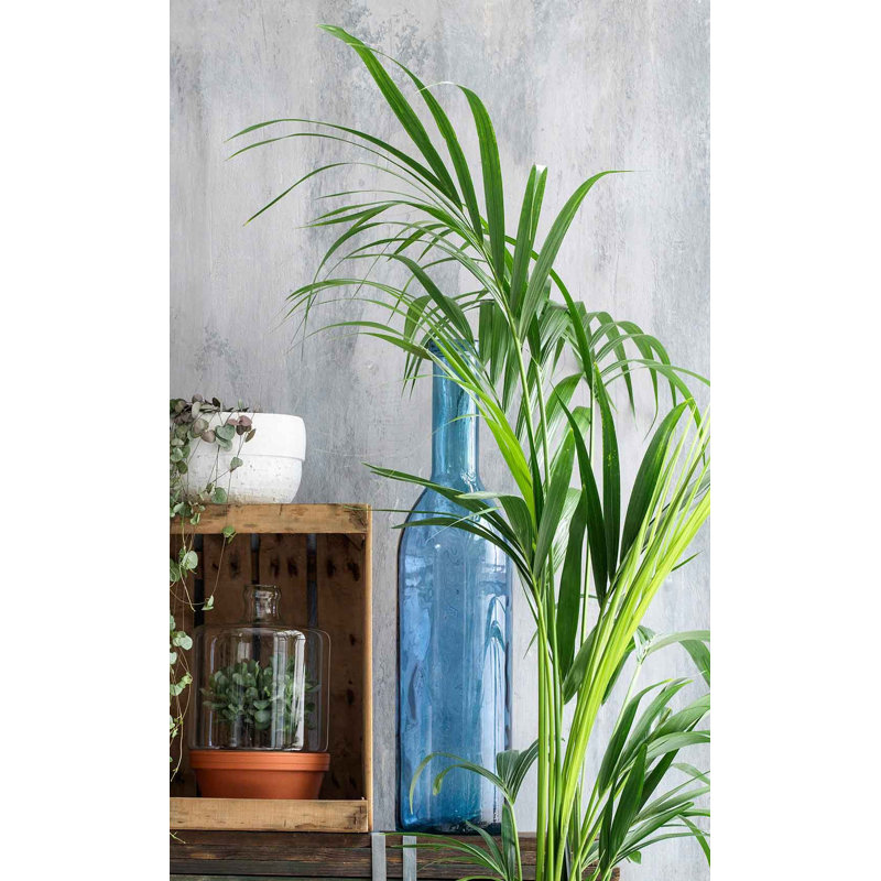 Elektra Glass Decorative Bottle, 75cm H x 18cm W x 18cm D, Light Blue
