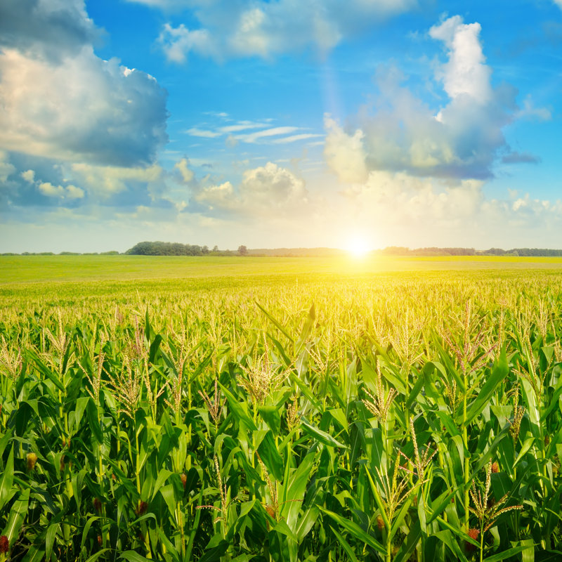 Sunrise Over The Corn Field by AlinaMD - Wrapped Canvas Print, 122cm H x 122cm W x 3.8cm D
