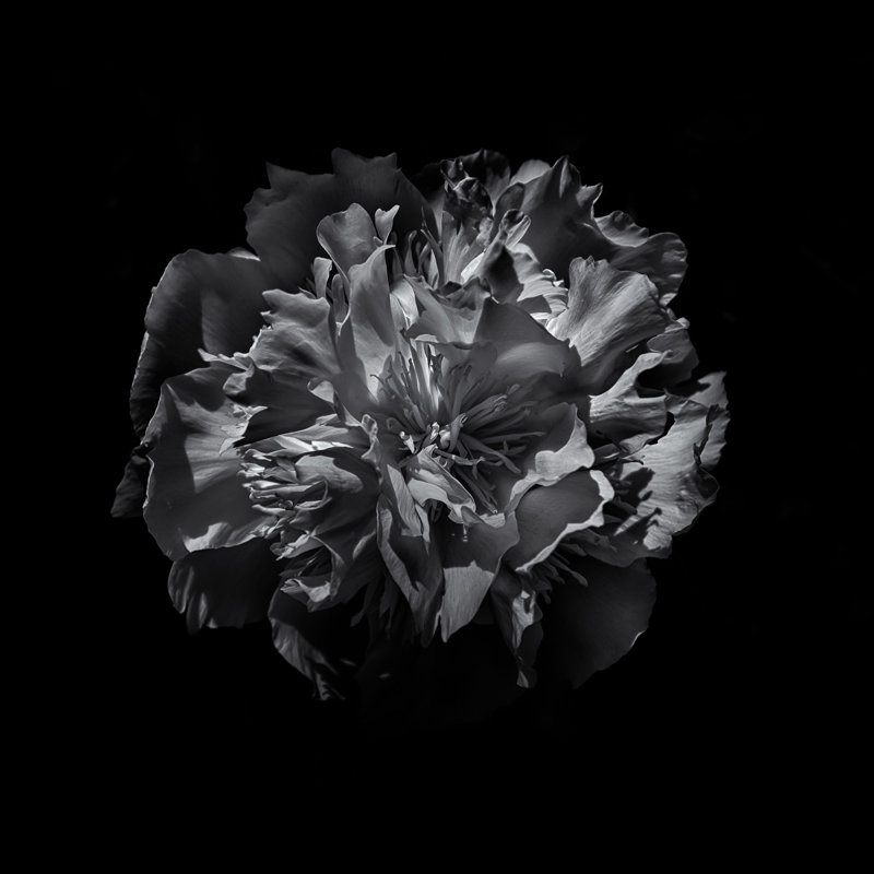 Black And White Camelia by Brian Carson - Wrapped Canvas Art Prints, 51cm H x 51cm W