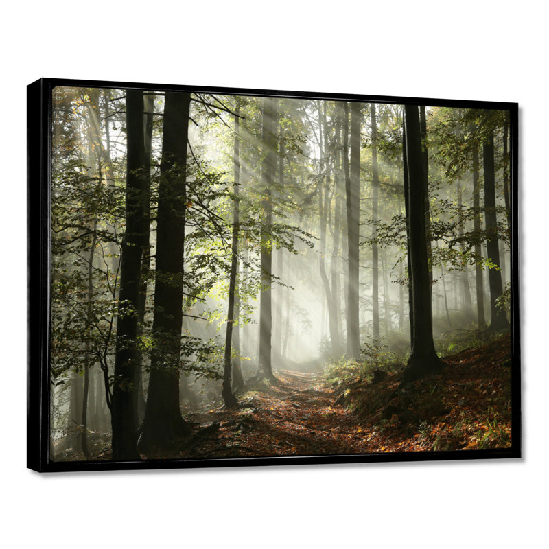 Lumière dans une forêt d'automne dense avec brouillard, œuvre d'art, H 30 po x l 40 po, Reproduction avec cadre flottant
