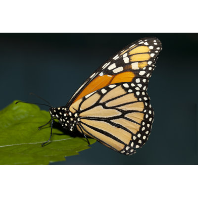Butterfly by Xtremest - Wrapped Canvas Print