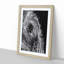 Watchful Elephant - Framed Print-55612203-55612208