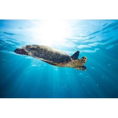 Hawksbill Sea Turtle - Wrapped Canvas Print