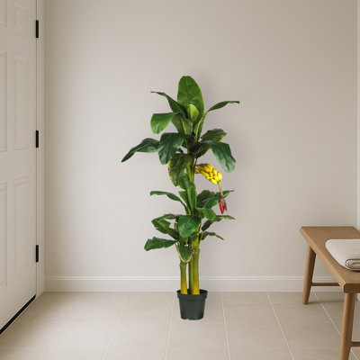 Triple Stalk Banana Tree