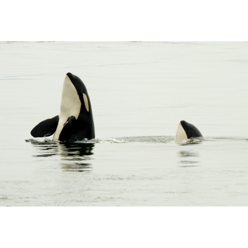 Two Orca's Spyhopping by Riegsecker - Wrapped Canvas Print, 30cm H x 46cm W x 3.8cm D