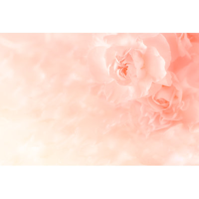 Pink Carnation Flowers - Wrapped Canvas Print