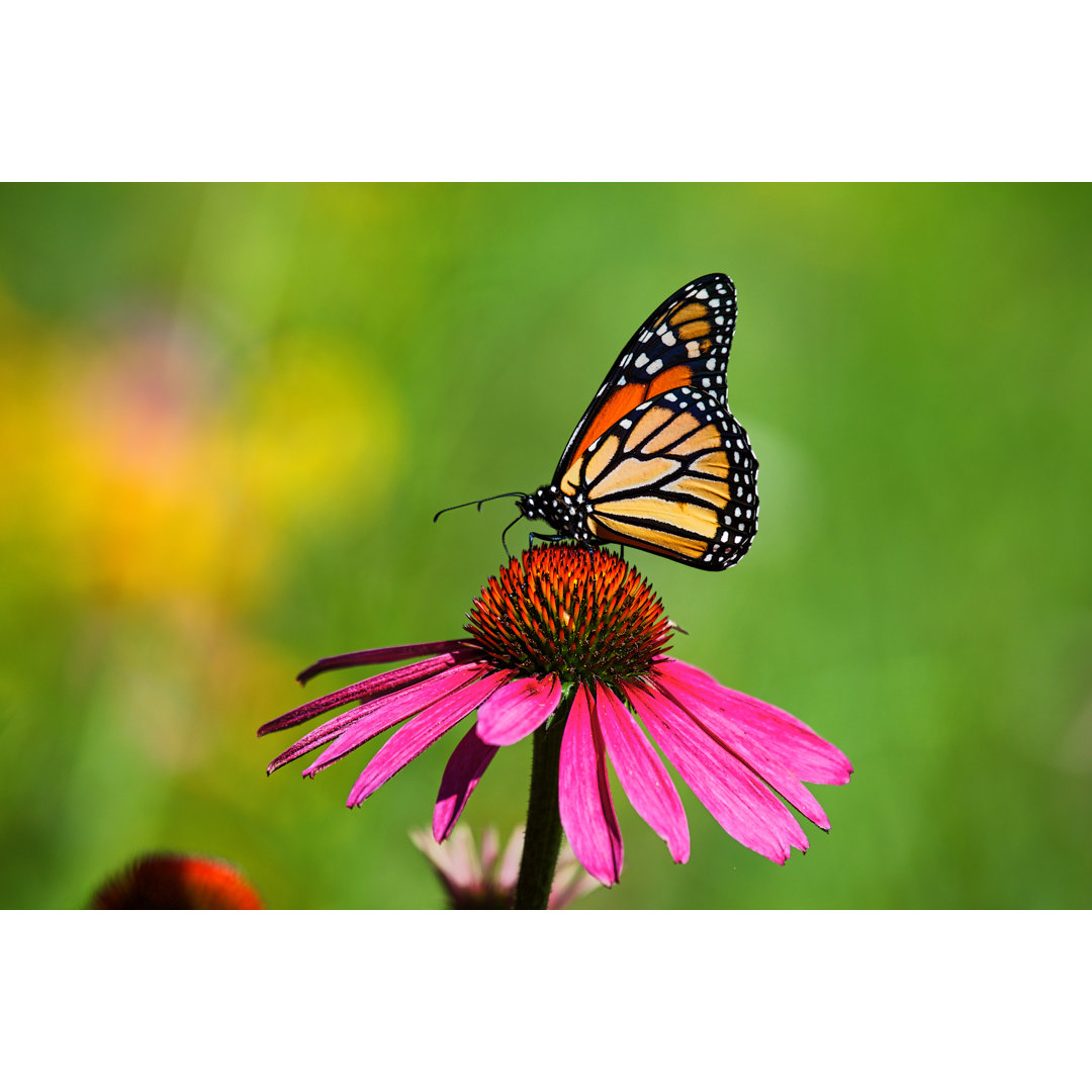 Monarch Schmetterling von Jeffengeloutdoors.com - Drucken