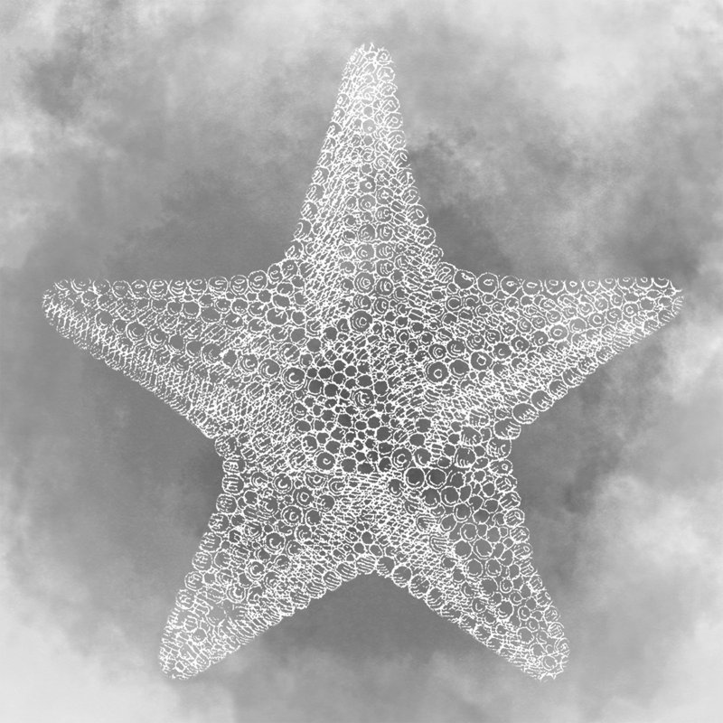 Gray Starfish - Wrapped Canvas Print, 30cm H x 30cm W x 3.8cm D