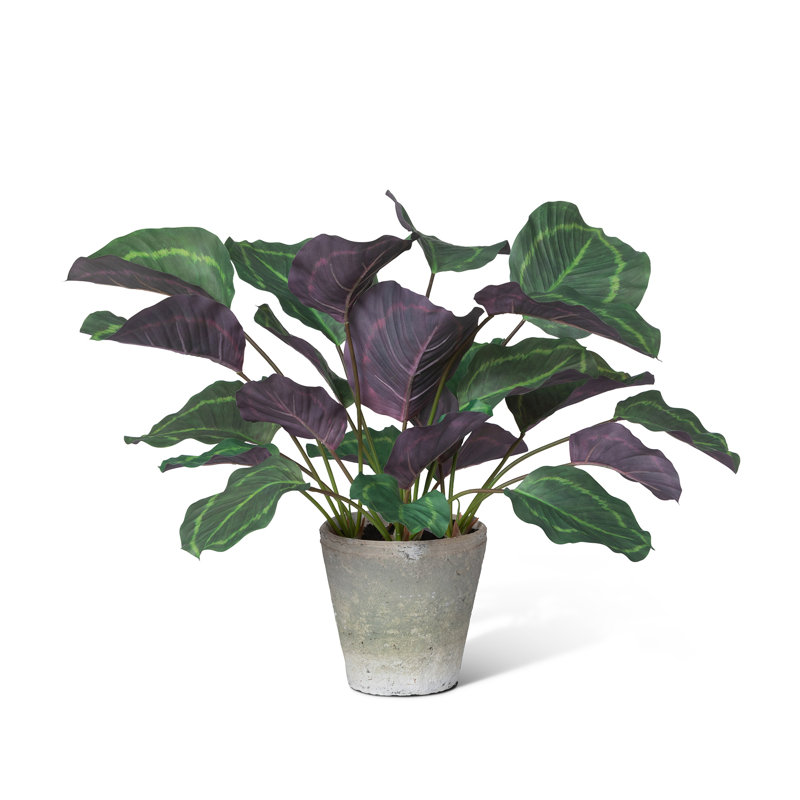Green Faux Calathea Plant in Whitewashed Grey Ceramic Pot