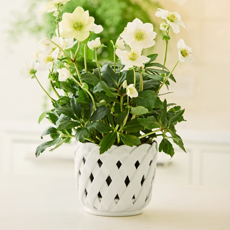 Aria Ceramic Planter