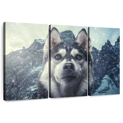 Husky sibérien Brampt Winter