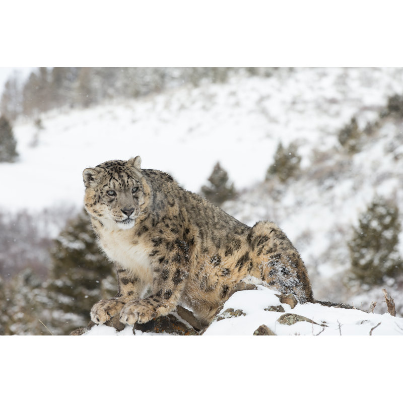 Snow Leopard - Wrapped Canvas Print, 30cm H x 46cm W x 3.8cm D