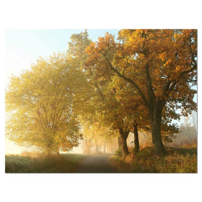 " Rural Road Under Green Trees "