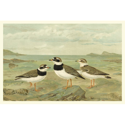 Shore Gathering IV 1 Piece Wrapped Canvas Painting