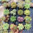 24 Fresh Live Succulents Bulk - Direct from Nursery, Well Packed for Safe Shipping