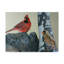 Impression sur toile tendue Armstrong «Two Cardinals»-27644410