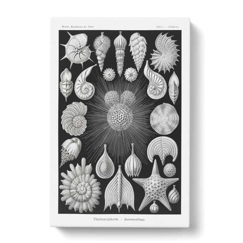 Seashells Thalamophora Vol.2 by Ernst Haeckel - Wrapped Canvas, 60cm H x 40cm W x 3cm D