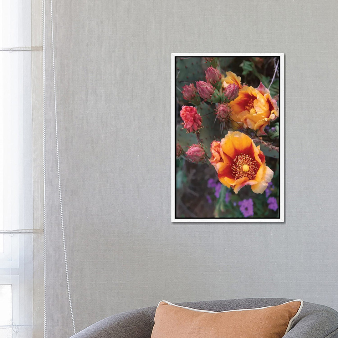 Opuntia In Bloom, North America von Tim Fitzharris - Galerie-umwickelte Leinwand Giclée auf Leinwand