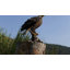Figurine aigle chauve