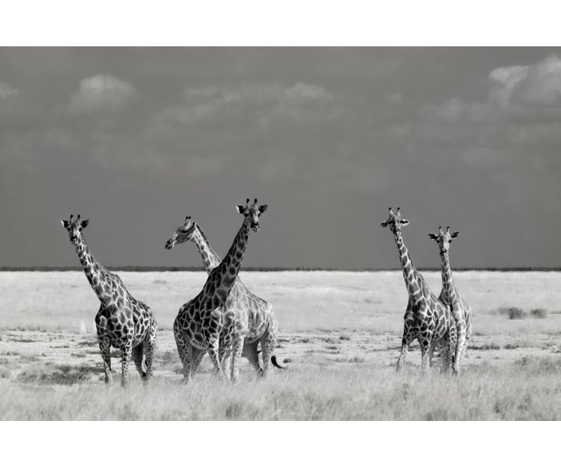 Wrapped Canvas Print, 50.8 cm H x 76.2 cm W