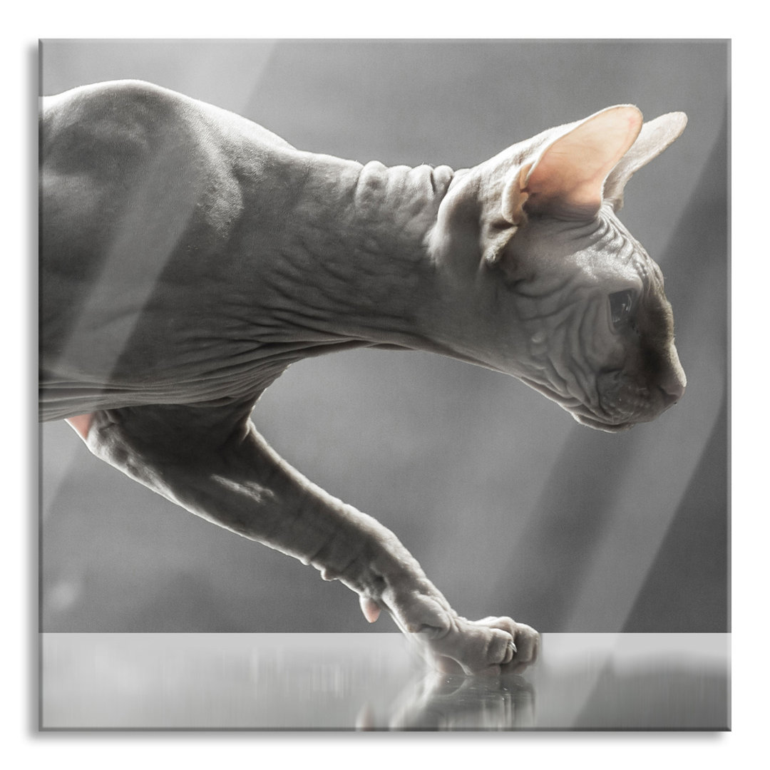 Ungerahmtes Foto auf Glas "Unique Sphinx Cat"