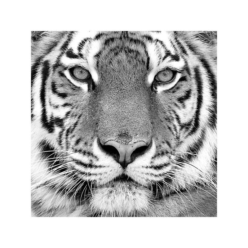 Tiger by PhotoINC Studio - Wrapped Canvas Print, 45.72 cm H x 45.72 cm W x 1.91 cm D
