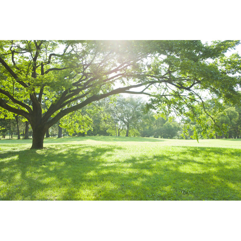 Sunny Park by Wat - Wrapped Canvas Print, 30cm H x 46cm W x 3.8cm D