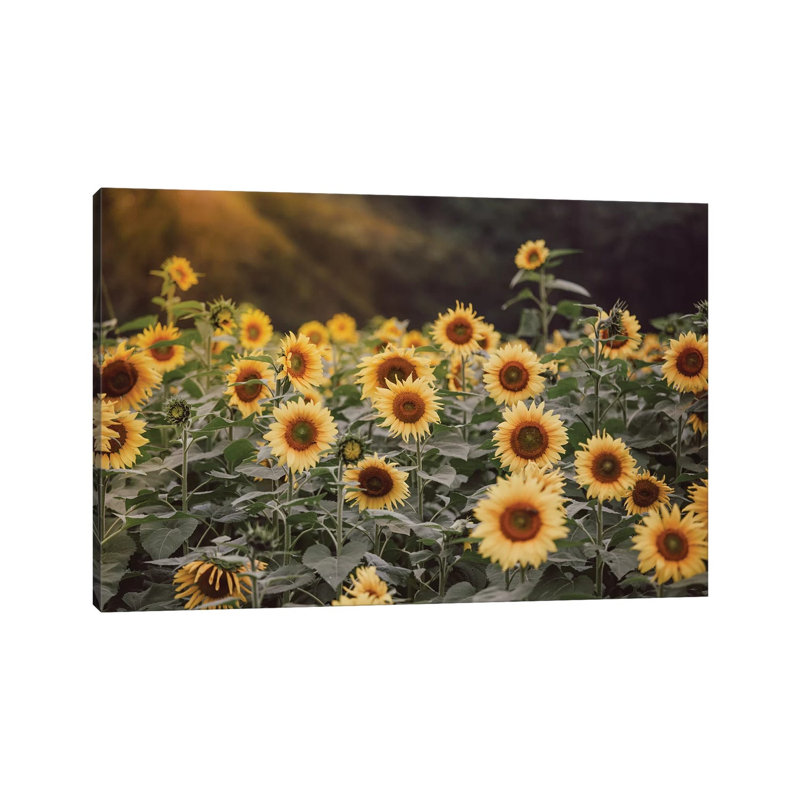 Field Of Gold I by Ann Hudec - Wrapped Canvas Print, 20.32 cm H x 30.48 cm W