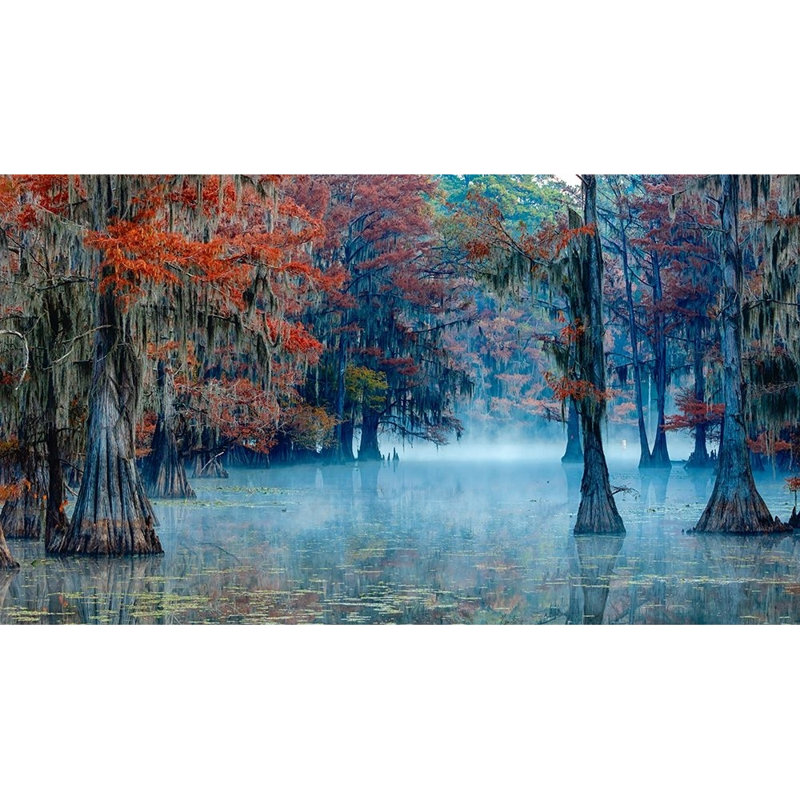 Art sur toile tendue par Bian, James Gallery, titre: Lac Caddo, 15" H x 24" W