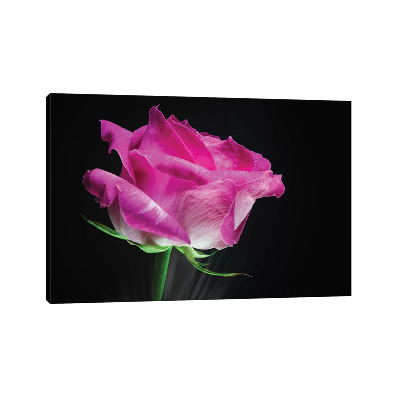 Pink Rose Flower - Wrapped Canvas Print, 101.6 cm H x 66.04 cm W