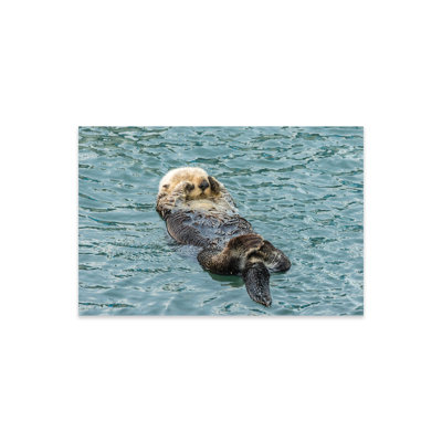 " Usa, California, San Luis Obispo County. Sea Otter Sleeping. " by Jaynes Gallery