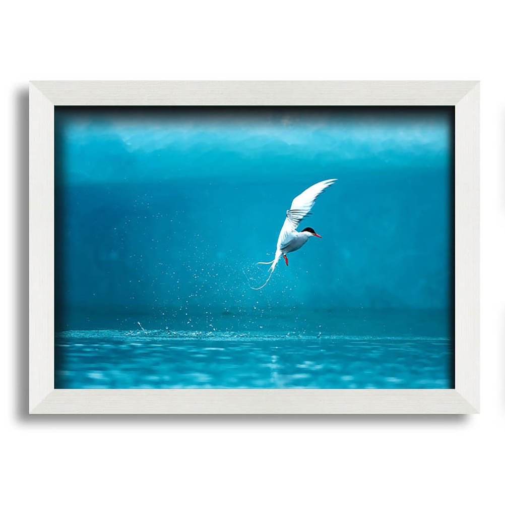 Gerahmtes Leinwandbild Arctic Tern