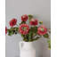 Dahlia 20 po mauve-539417853