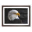 Bald Eagle Vol.2 - Picture Frame Painting-62686102-62686103