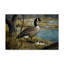 «Canadian Goose» par Fazulla, impression sur toile tendue-27485908