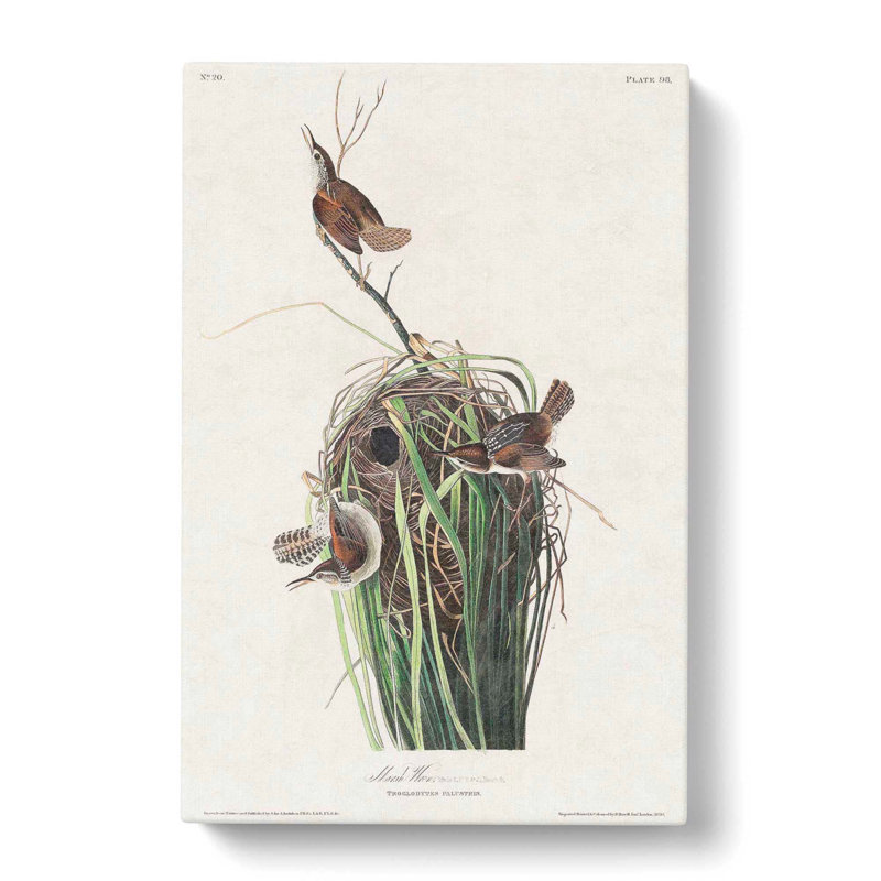 Marsh Wrens by John Audubon - Wrapped Canvas, 50cm H x 35cm W x 3cm D