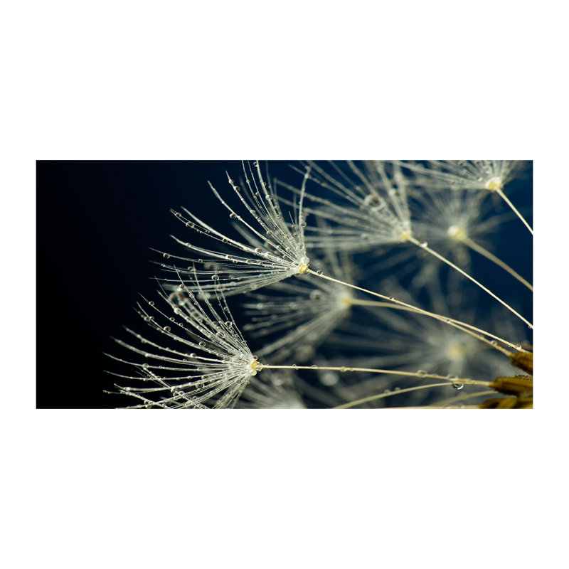Dandelion Seeds - Print, Canvas, 70cm H x 140cm W x 2cm D