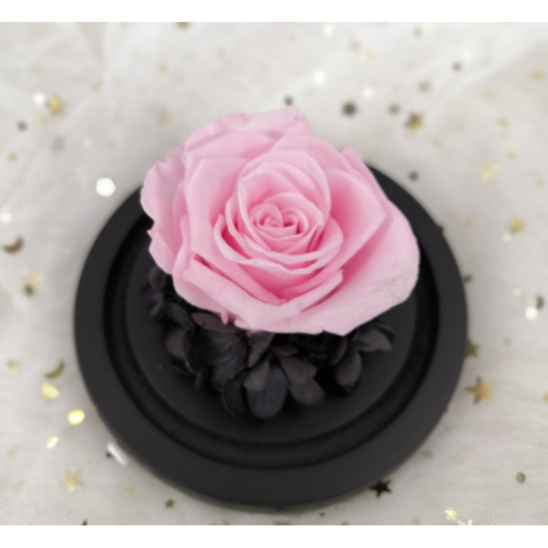 Fleurs préservées de roses éternelles jamais conservées pour l'anniversaire, Rose