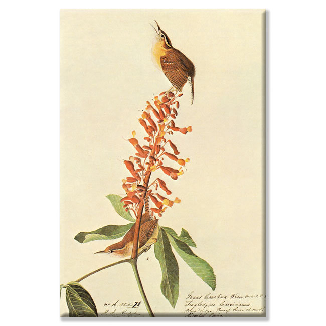 "california wren" par john audubon, impression sur toile tendue, 24 po x 36 po